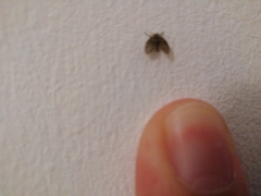 Psychodidae
