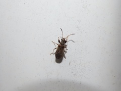 Pseudopachybrachius basalis