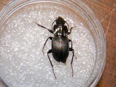 Pterostichus pedemontanus