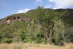 Cissus quadrangularis