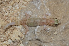Hemidactylus minutus