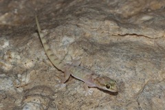 Hemidactylus minutus