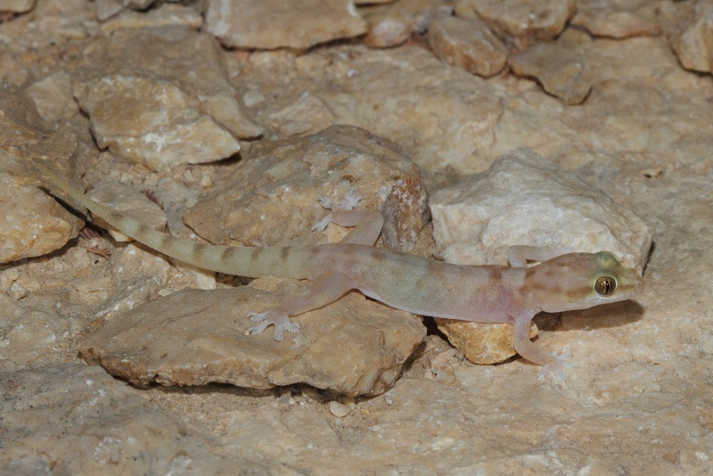 Dwarf Half-toed Gecko