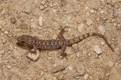 Hemidactylus paucituberculatus