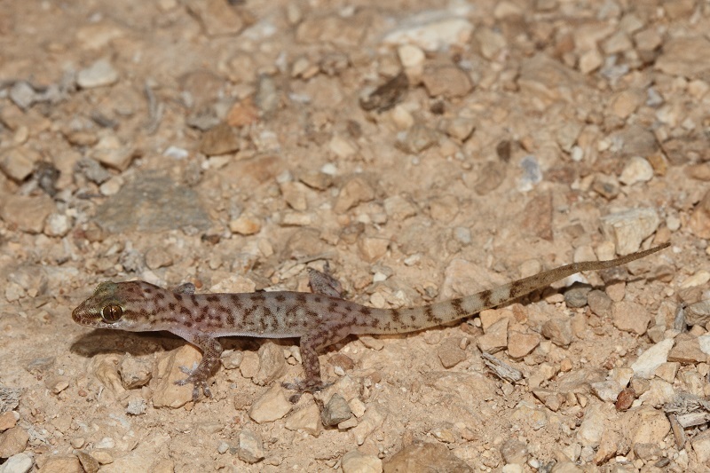 Dhofar Coastal Gecko