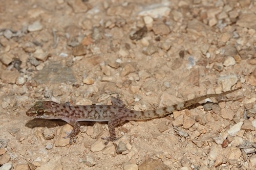 Dhofar Coastal Gecko, Hemidactylus paucituberculatus