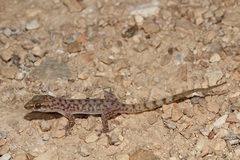 Hemidactylus paucituberculatus