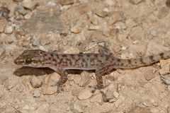 Hemidactylus paucituberculatus