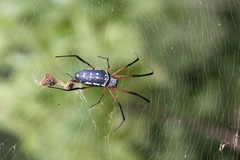 Trichonephila sumptuosa