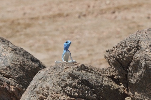 Dhofar Rock Agama, Pseudotrapelus dhofarensis