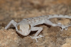 Ptyodactylus dhofarensis
