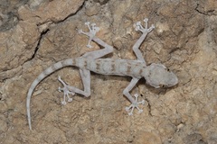 Ptyodactylus dhofarensis