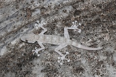 Ptyodactylus dhofarensis