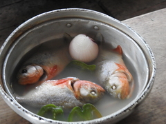 Pygocentrus nattereri