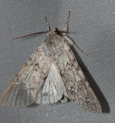 Acronicta americana