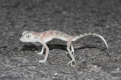 Stenodactylus leptocosymbotes