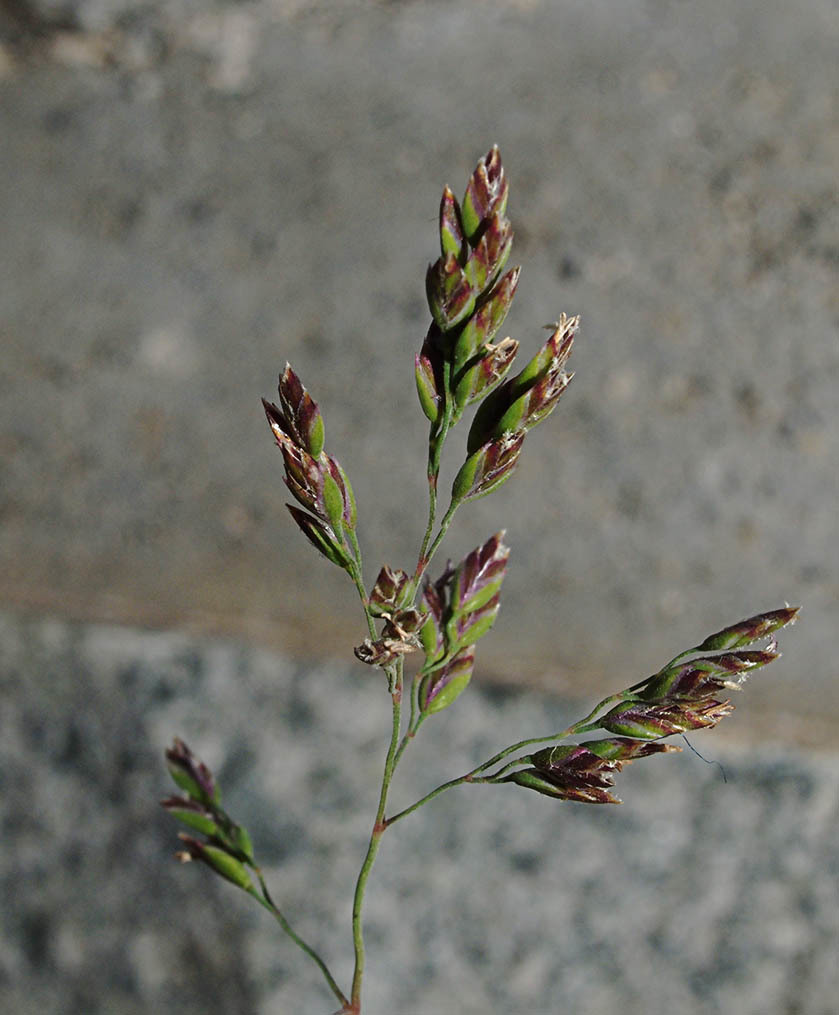 Poa arctica ssp. grayana