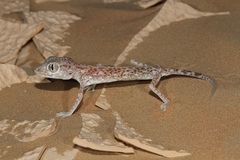 Stenodactylus leptocosymbotes
