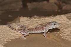 Stenodactylus leptocosymbotes