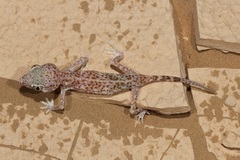 Stenodactylus leptocosymbotes