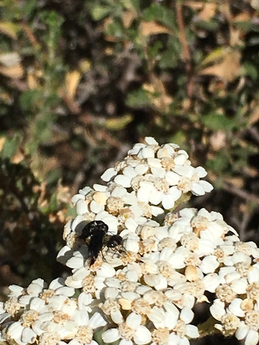 iNaturalist observation photo of Tumbling Flower Beetles