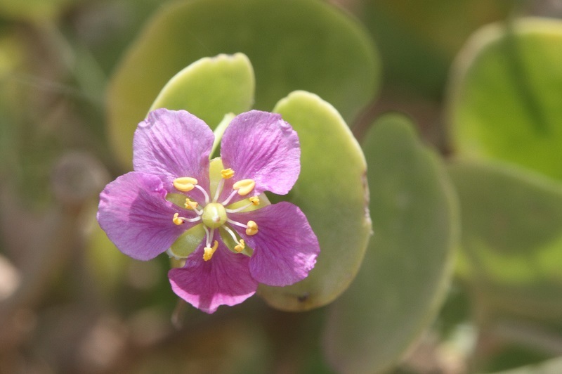 Zygophylloideae