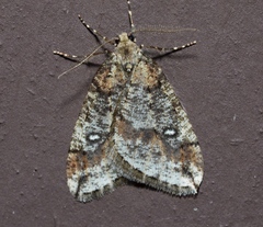 Paleacrita merriccata