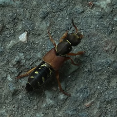 Staphylinus dimidiaticornis