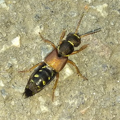 Staphylinus dimidiaticornis