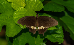 Papilio polytes