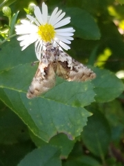 Syngrapha rectangula