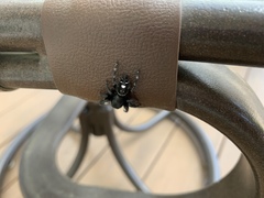 Phidippus