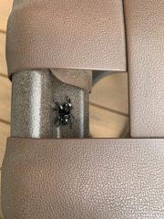Phidippus