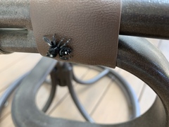 Phidippus