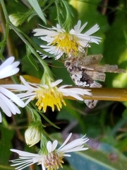 Syngrapha rectangula