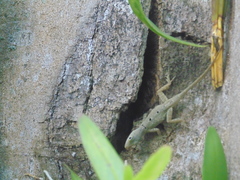 Anolis stratulus