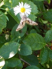 Syngrapha rectangula