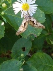 Syngrapha rectangula