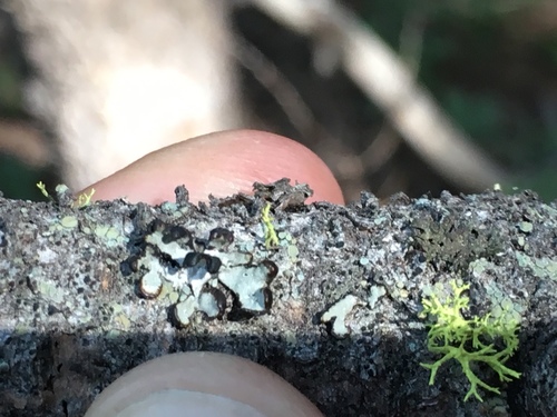 iNaturalist observation photo of shield lichens