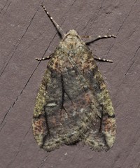 Paleacrita merriccata