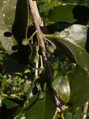 Struthanthus martianus