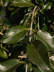 Struthanthus martianus