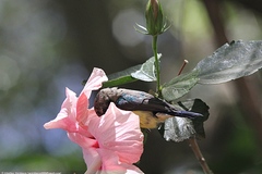 Anthreptes longuemarei