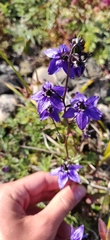 Campanula expansa