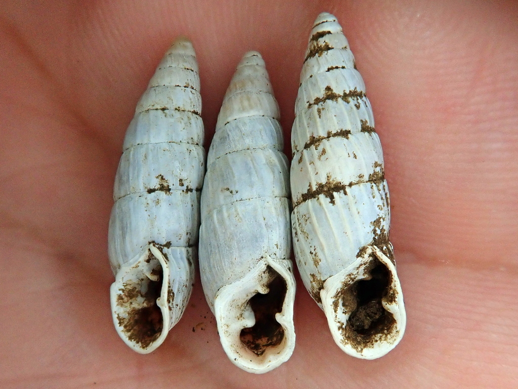 Cyclodontina cylindrica