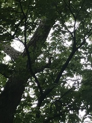 Sciuromorpha