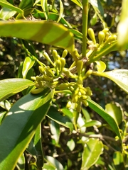 Struthanthus martianus