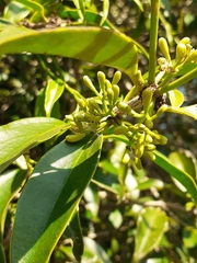 Struthanthus martianus