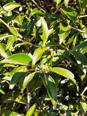 Struthanthus martianus