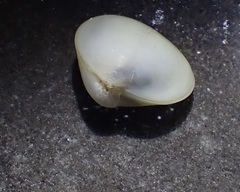 Kellia laperousii